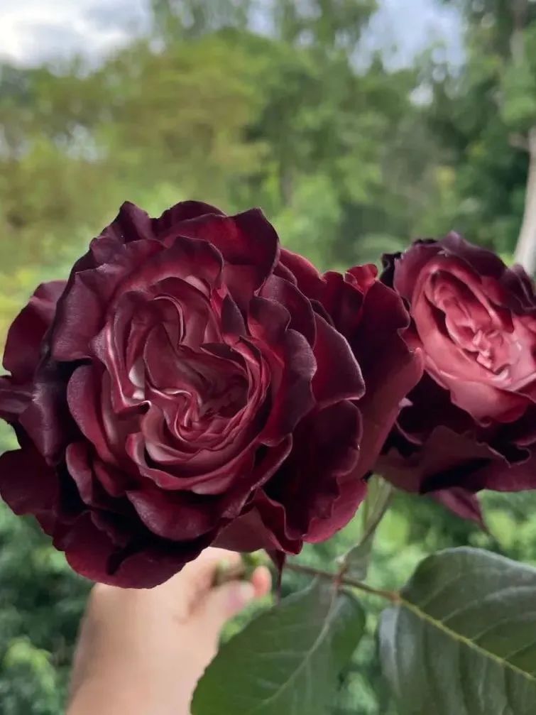 鲜花在水里能养几天会死,新加坡盆栽花卉怎么养