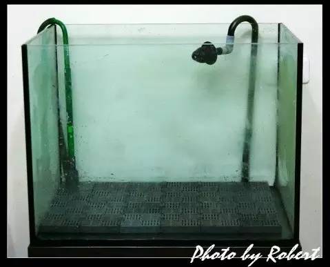 苏虾开缸日本,苏虾开缸后多长时间放虾