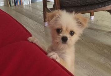 疫情期间怎样给宠物狗消毒,家有狗狗别乱消毒