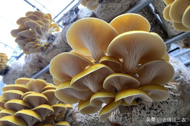 平菇养殖户出售平菇多少钱一斤,平菇菌包多次出菇出售