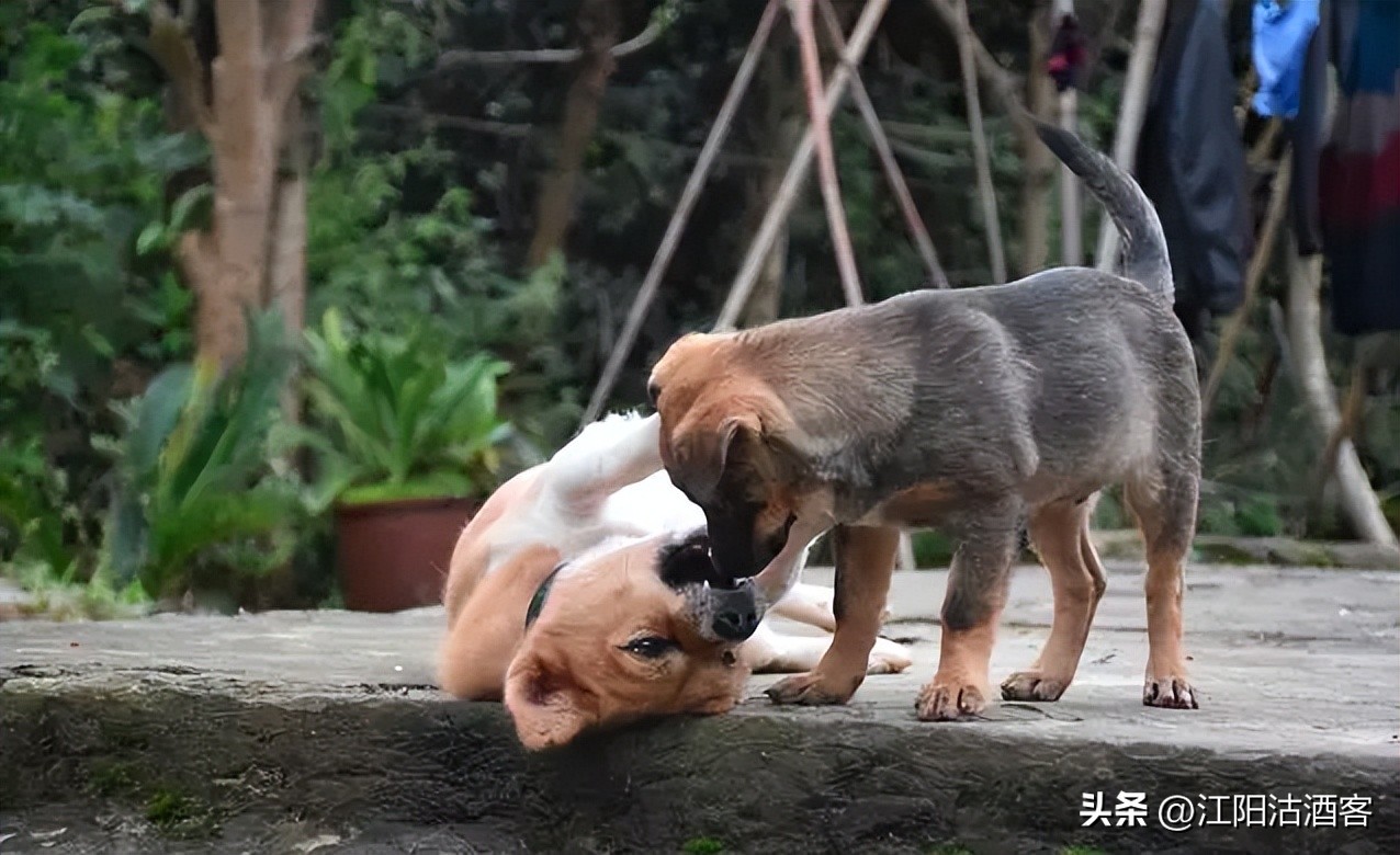 考古四川泸州方山,泸州江阳区古墓