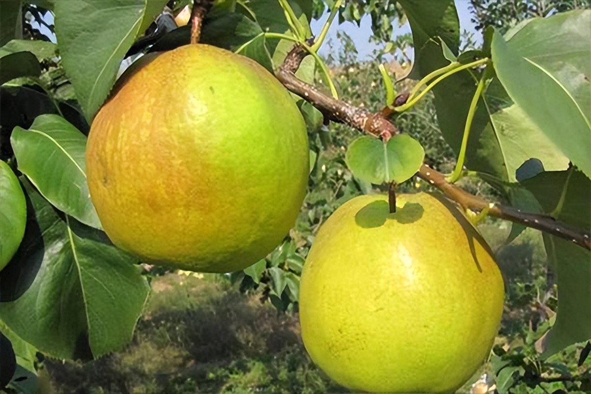 梨都有哪些品种什么梨最好吃,常见30种梨的区别及口感
