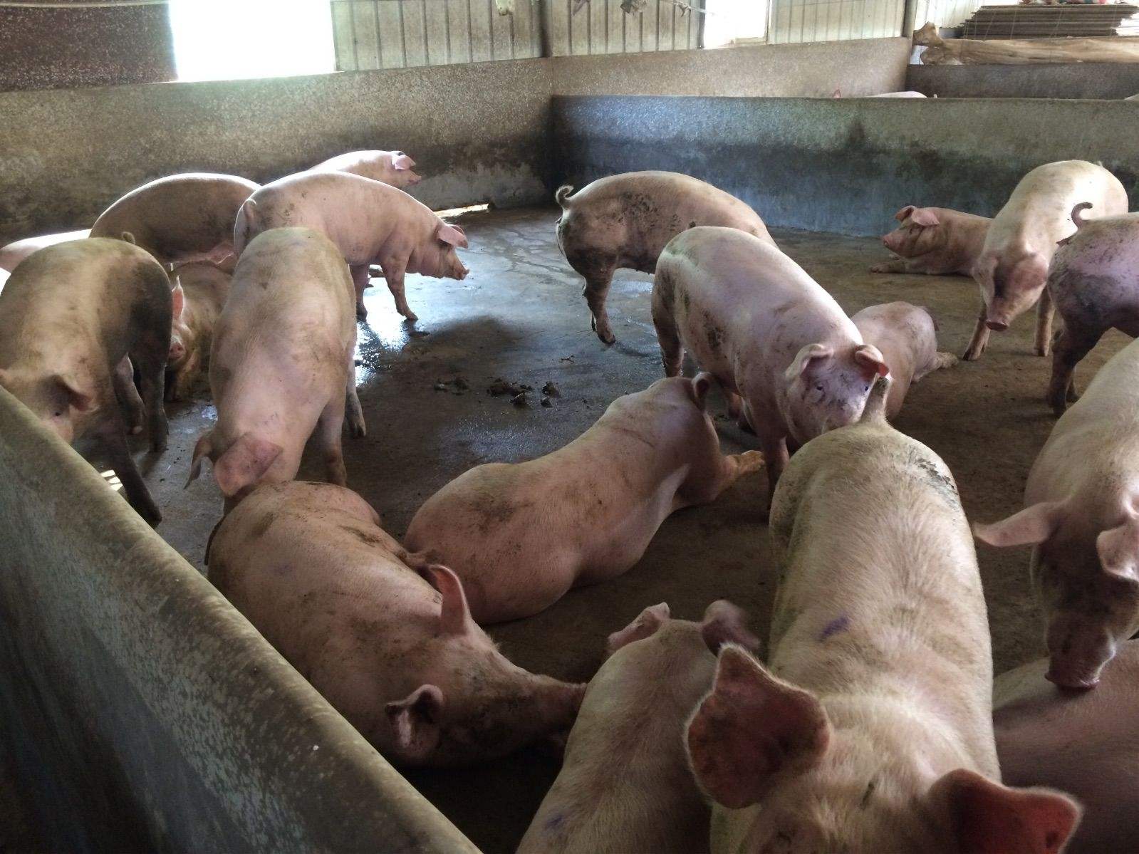 高盛做空美国,高盛在中国农业布局