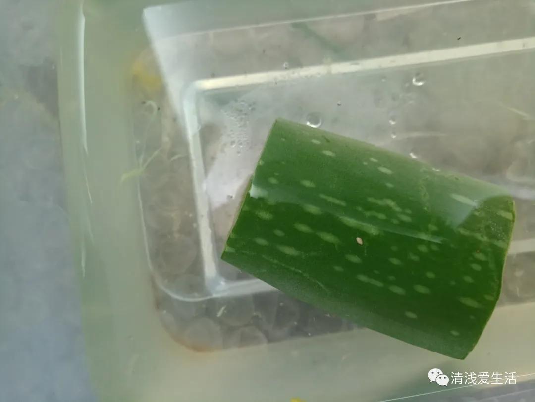 芦荟的正确护肤方法晒后修复,有关植物芦荟的神奇知识