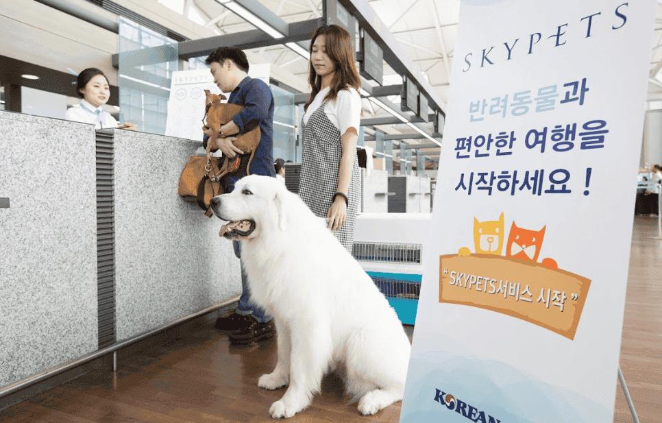 韩将取消中国旅客入境核检,韩媒呼吁中国游客入境