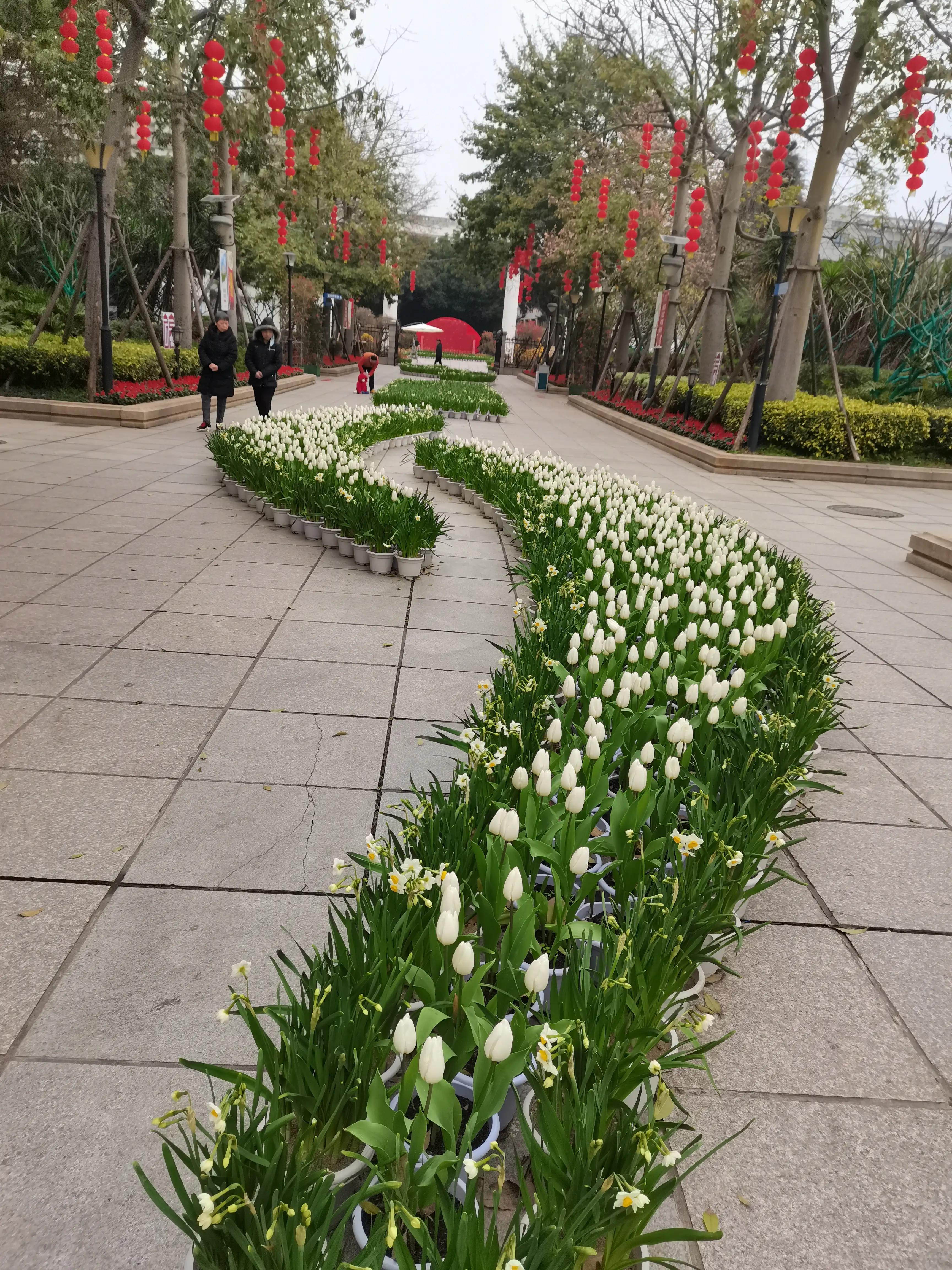 福州郁金香温泉公园,福州花海公园郁金香