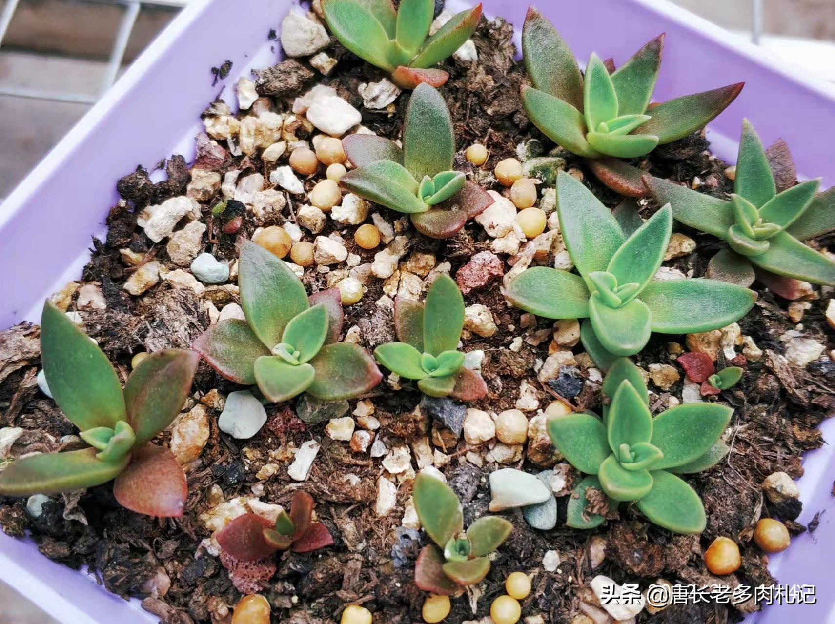 多肉小苗怎么长得快,多肉小苗如何快速生长