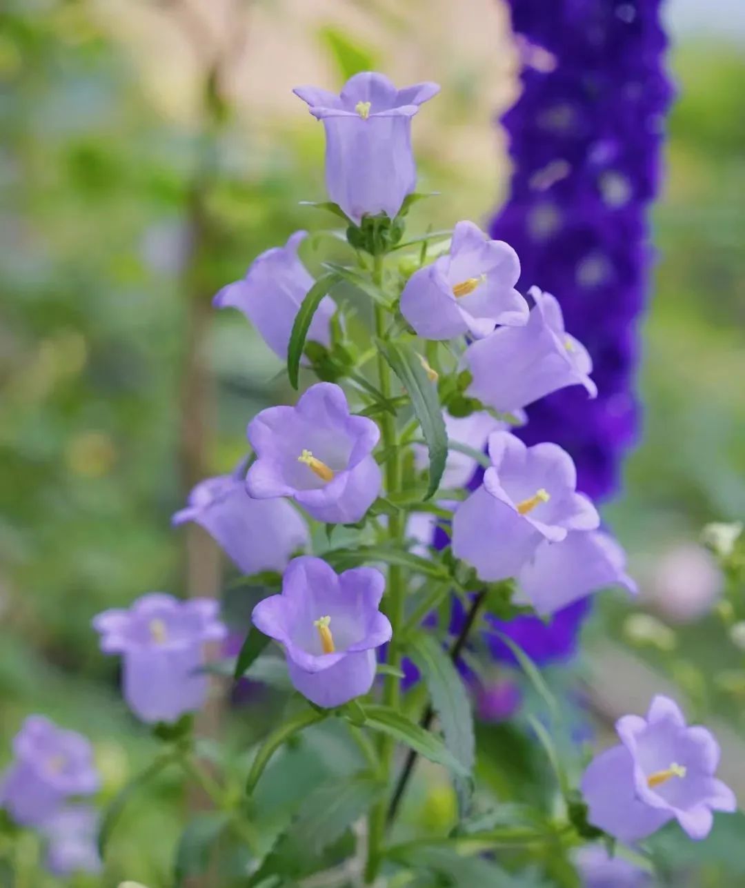 30款经典蓝紫色开花植物!别拉我,就让我坠入这梦幻的漩涡
