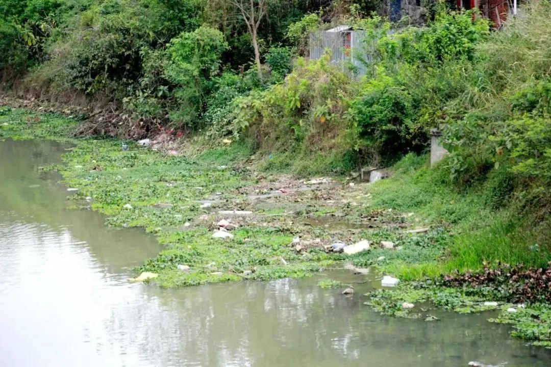 为啥柬埔寨还大量种植水葫芦,柬埔寨的水葫芦怎么变废为宝