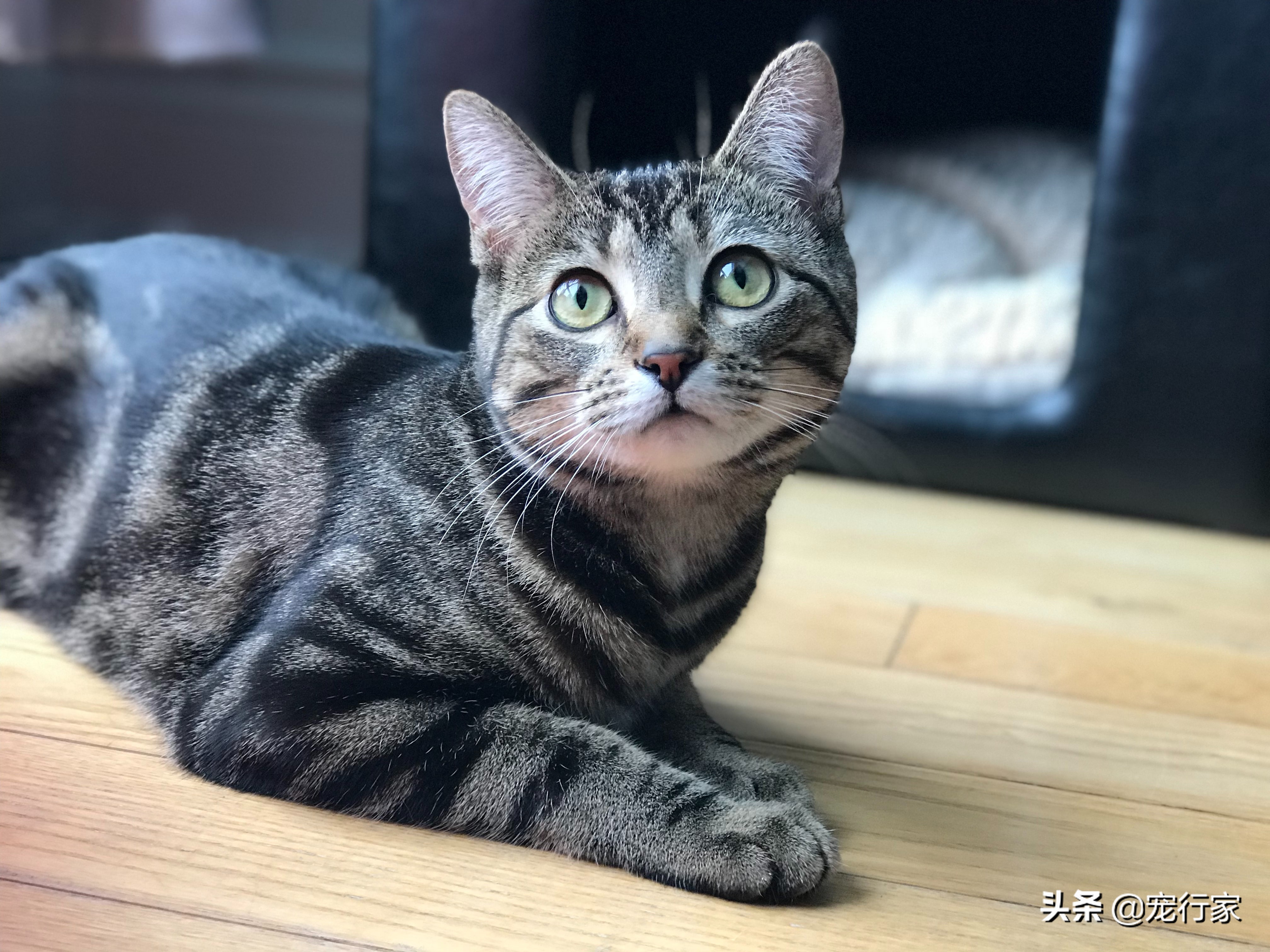 买的猫罐头猫不吃怎么办,买的罐头猫不爱吃怎么办