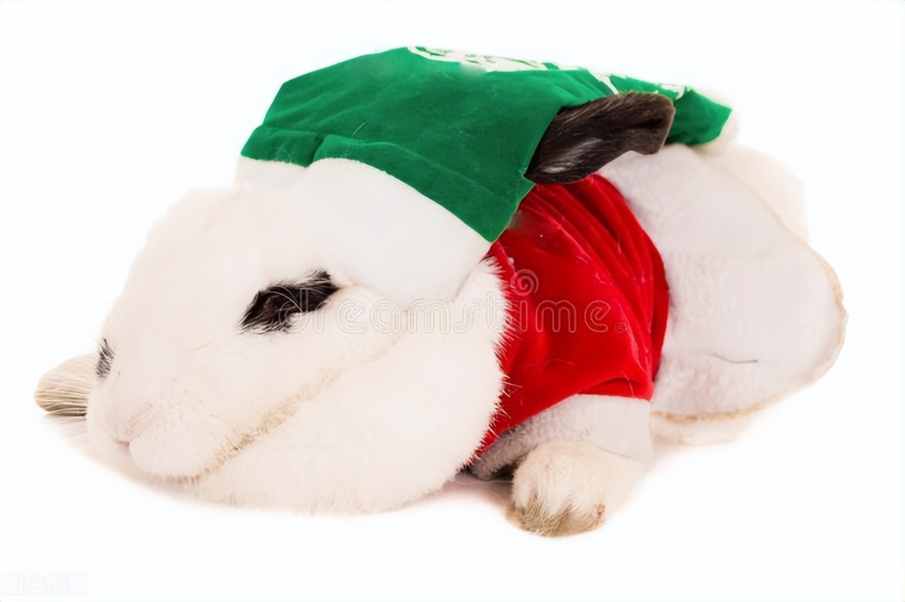 兔子脚上长癣用什么药最好,兔子身上长癣脱毛用啥药