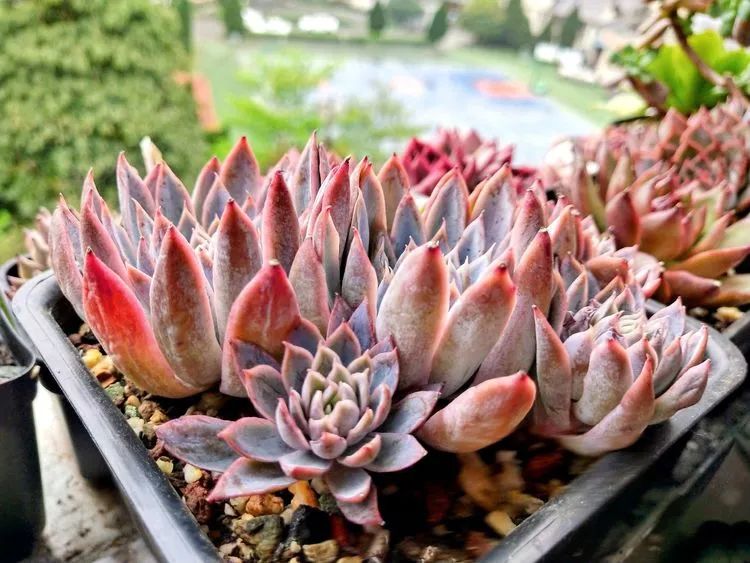 多肉可抵岁月,多肉之花语