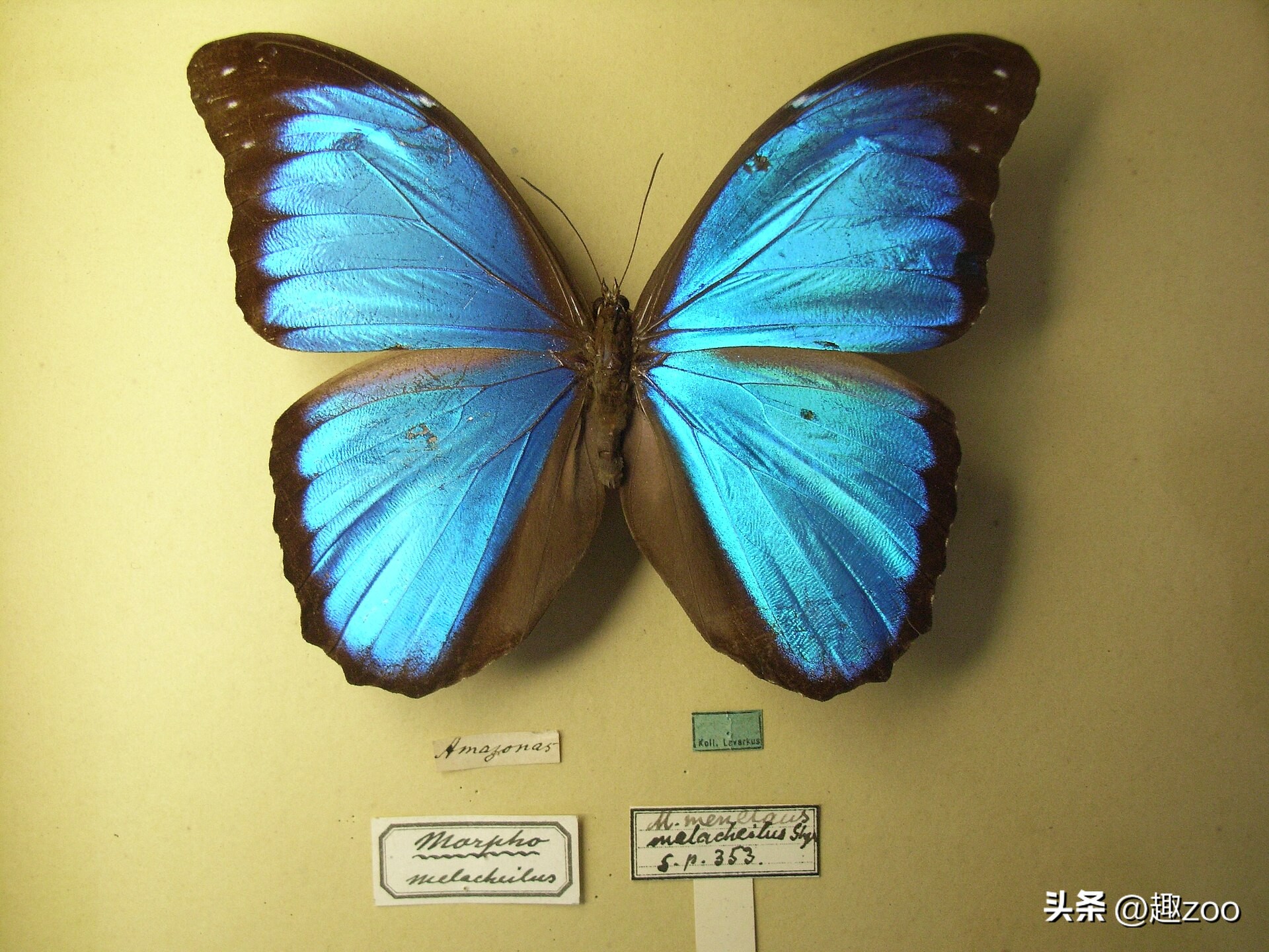 全球十种奇特蓝色动物,全球十种奇特蓝色动物排行榜