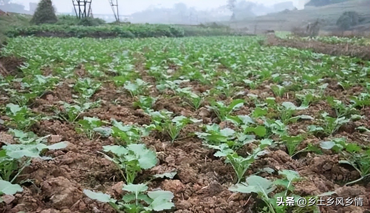 油菜多效唑打过量叶发黄怎么办,油菜喷多效唑会减产吗