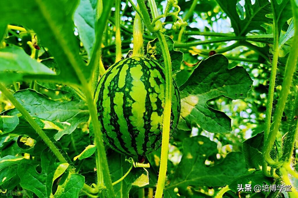 孙培博西瓜视频讲座,孙培博大棚西红柿种植技术