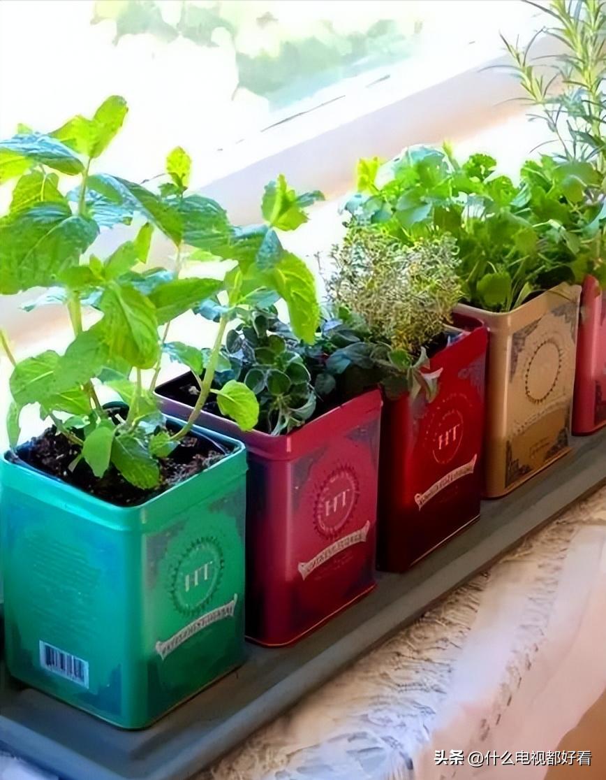 家庭种香草的方法大全,在家种植什么香草好看