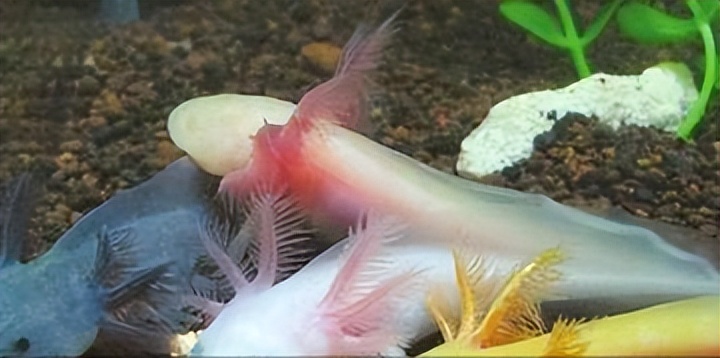 六角恐龙在墨西哥的原生态环境,娃娃鱼墨西哥钝口螈六角恐龙