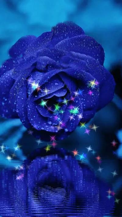 蓝色妖姬花束壁纸,花朵壁纸蓝色