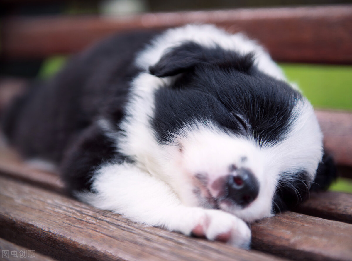 金毛幼犬30天喂奶粉什么量,30天幼犬一天要喝多少克奶粉