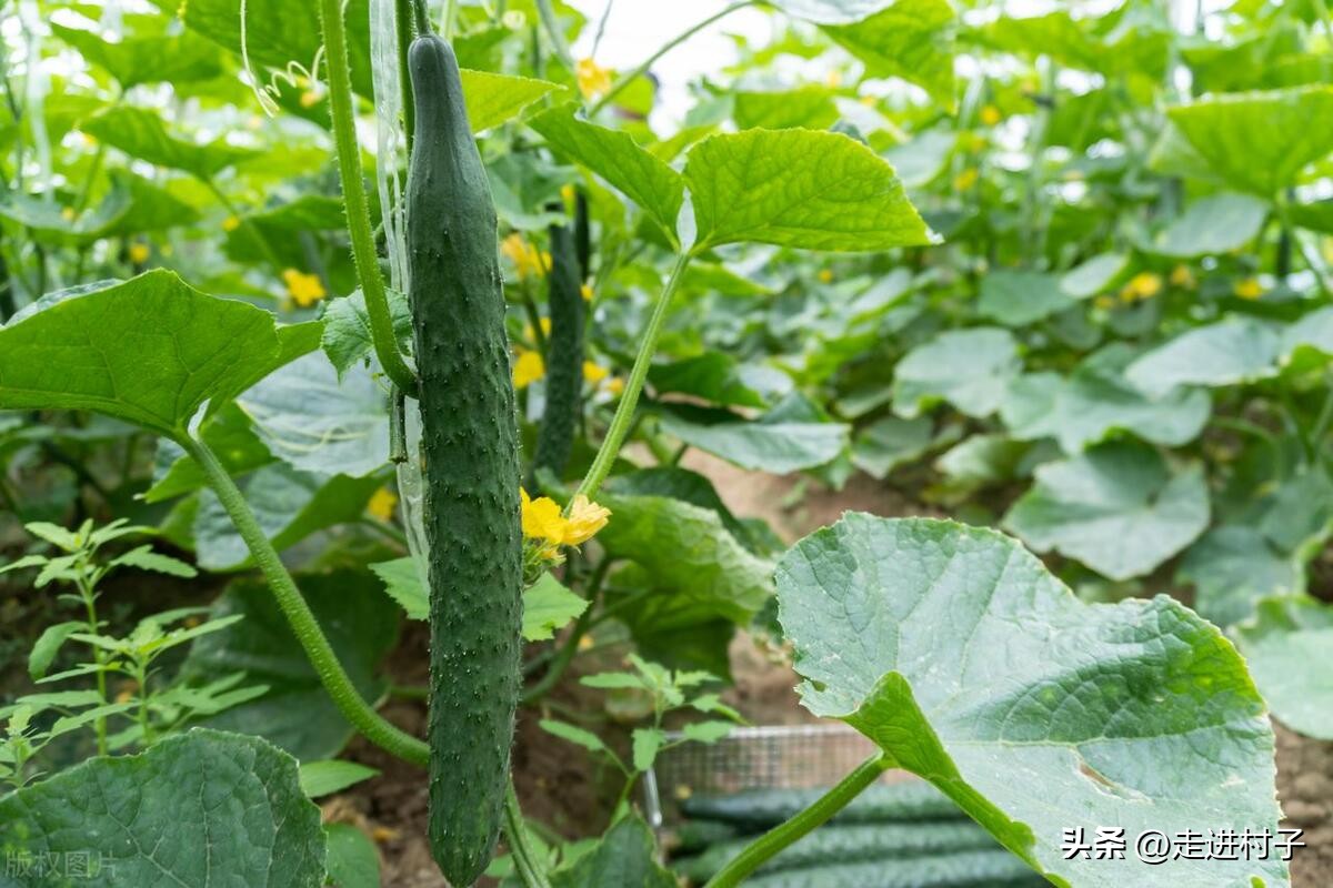 黄瓜长高需要把下面叶去掉吗,不搭架黄瓜如何修剪