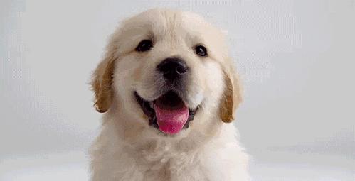 狗子体臭很严重怎么办,狗子臭了脏了怎么办