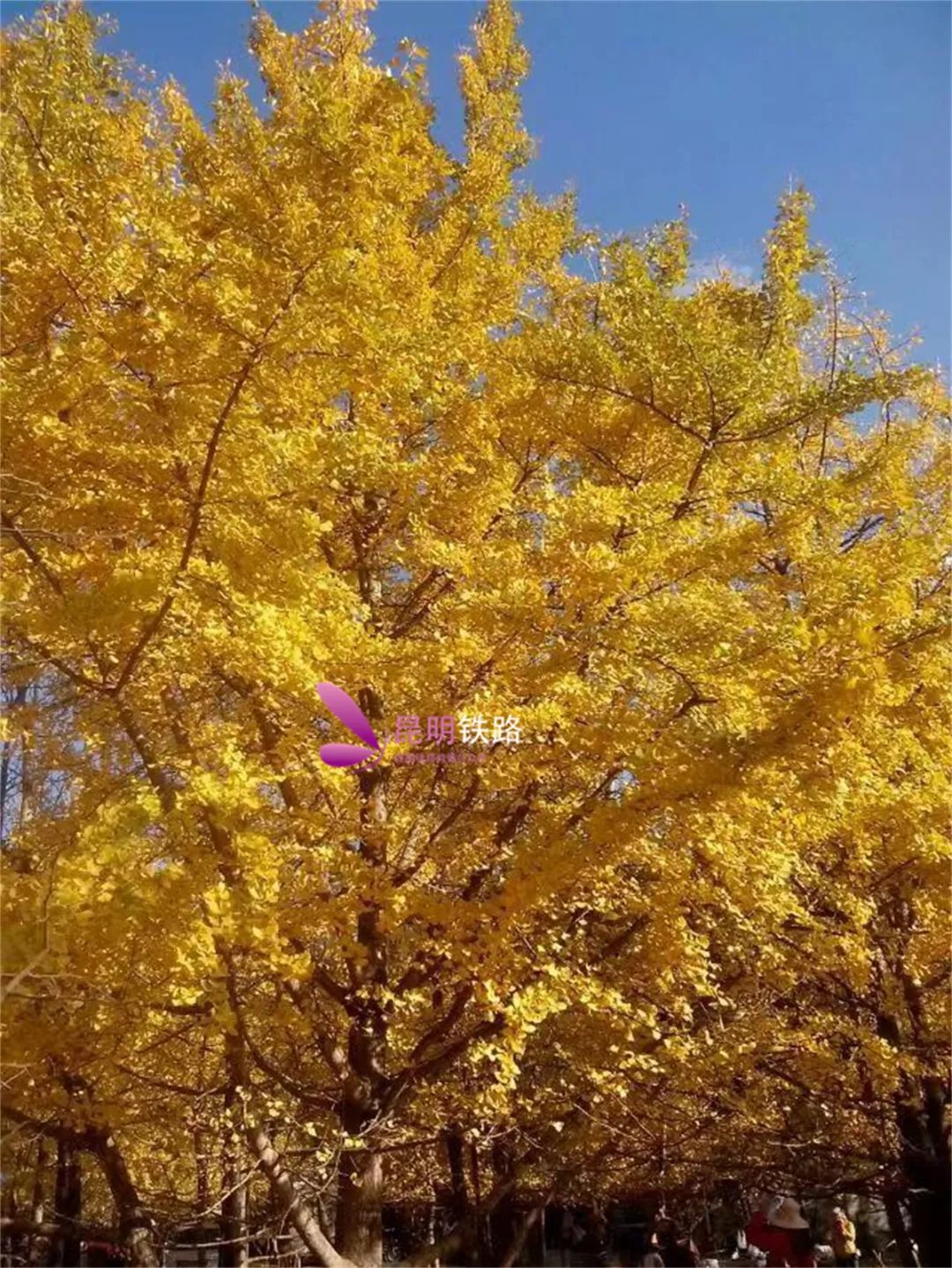 腾冲一日行,从腾冲出发先到哪里旅游