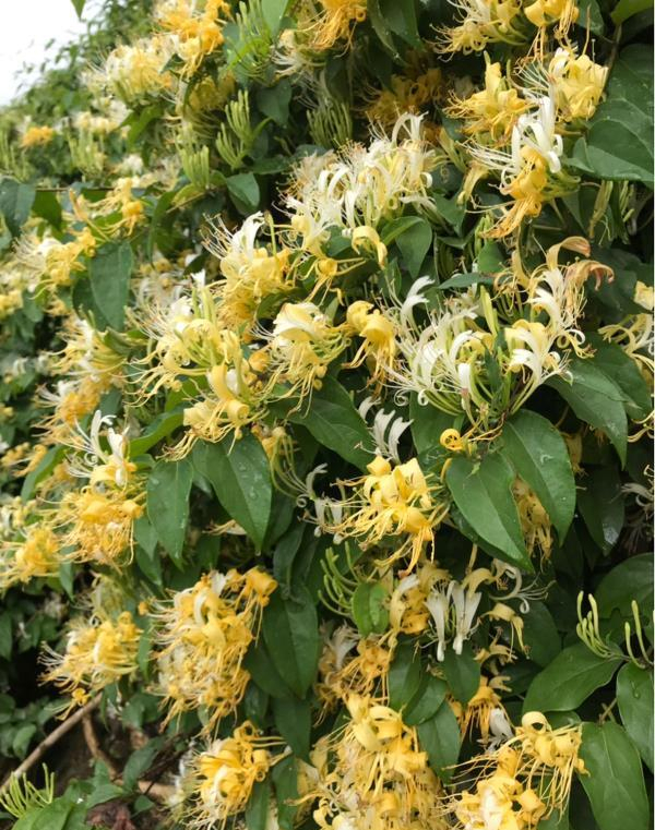 老中医喜欢十大食材,老中医五种食物养生100岁