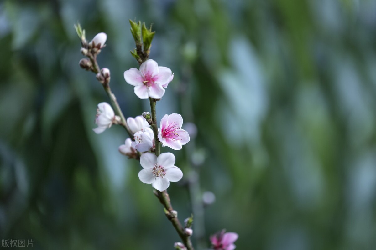 具有代表性的桃花古诗,古诗中描写桃花的诗句有哪些