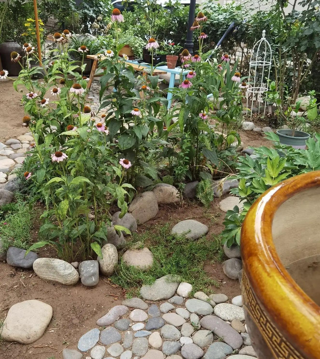 高温天气盼雨来,高温的炙烤