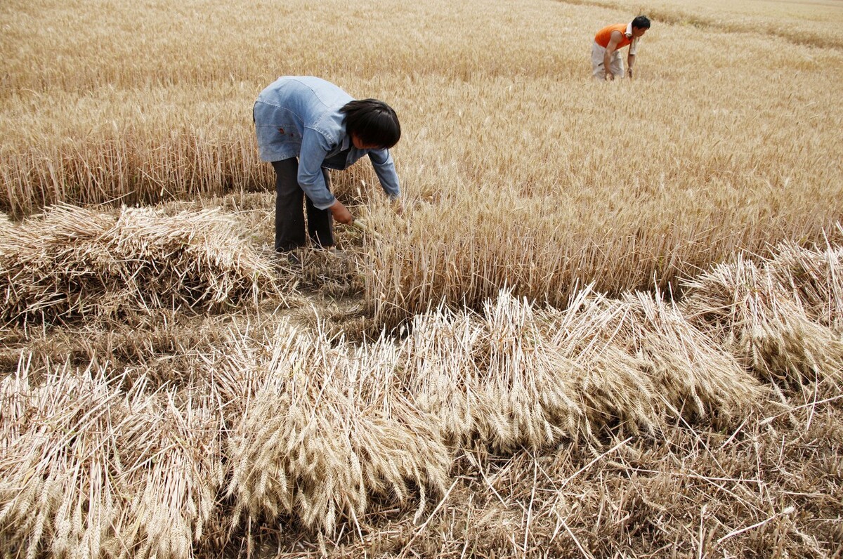 面粉厂收购小麦报价,面粉厂收购小麦价格表