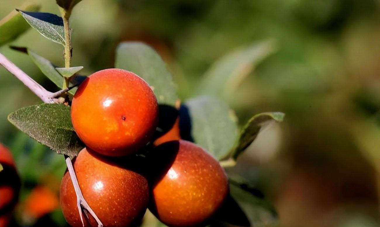 捡钱捡了1000万,中药酸枣仁回收价格多少钱一斤