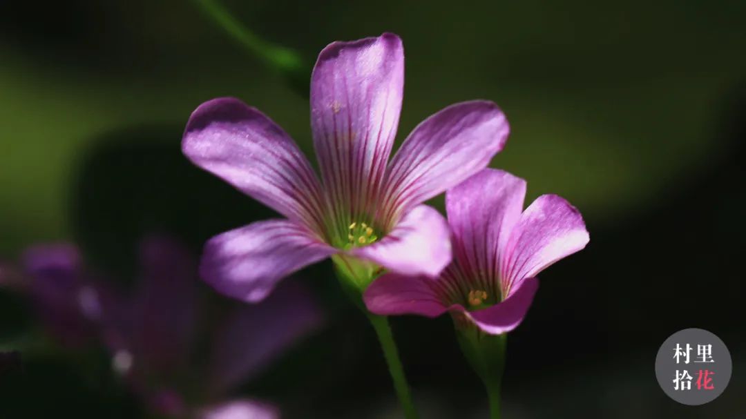 红花酢浆草简介,红花酢浆草喜欢酸性还是碱性土壤