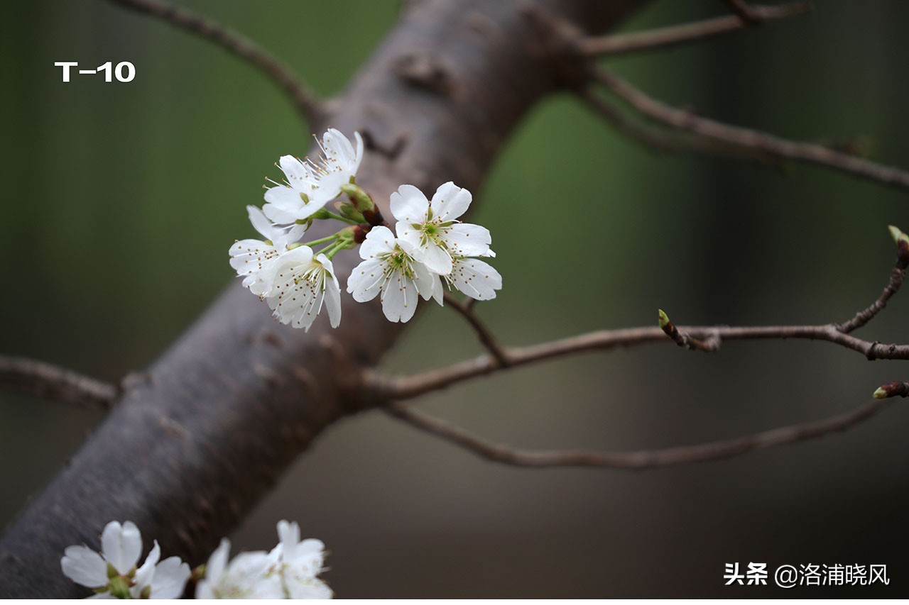 樱桃花和东京樱花区别,樱花和山樱桃花是一样的吗