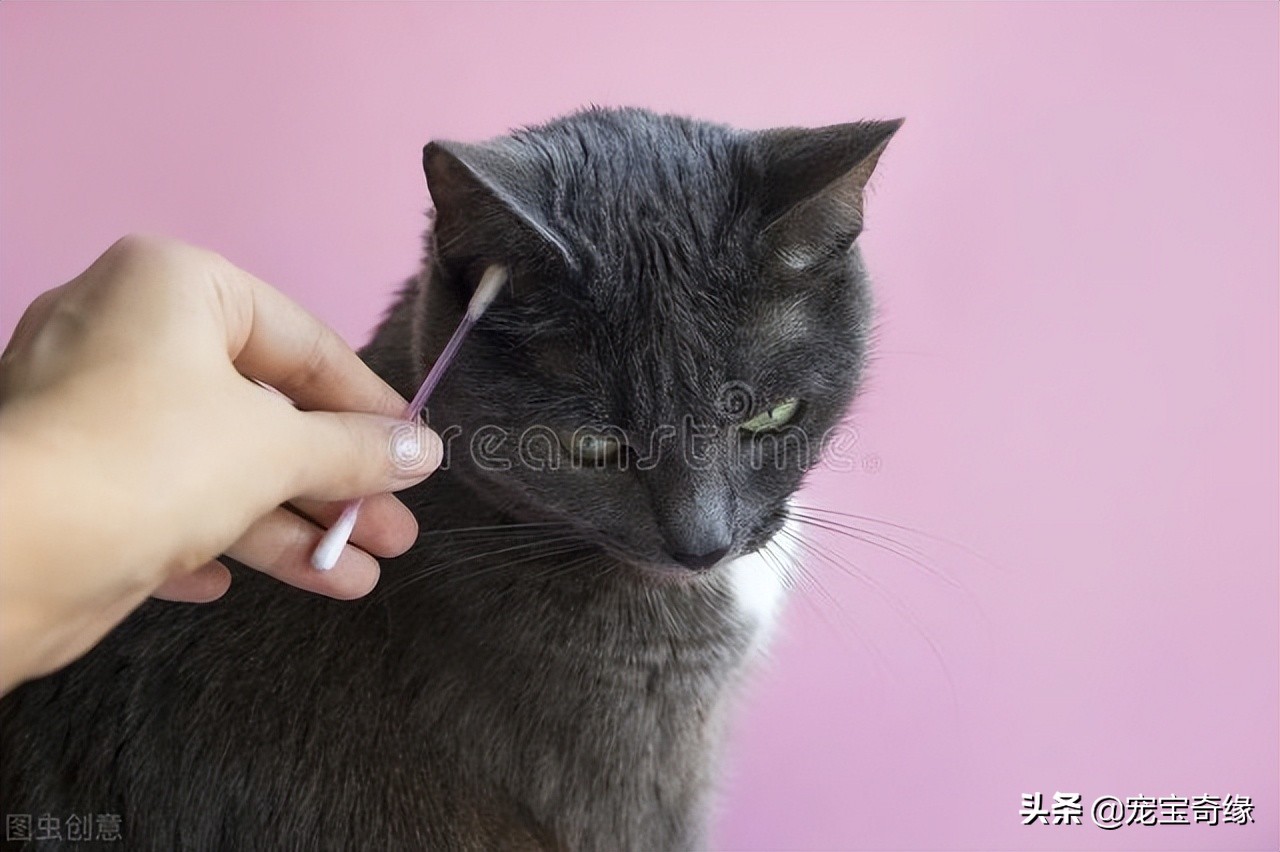 猫为什么会臭到震惊,猫怎么越养越臭