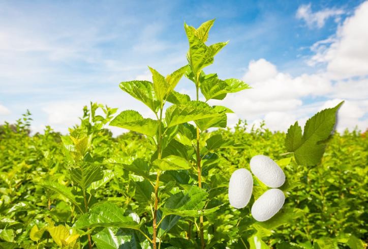 蚕丝制品哪个牌子好些,蚕丝有哪些医疗用途