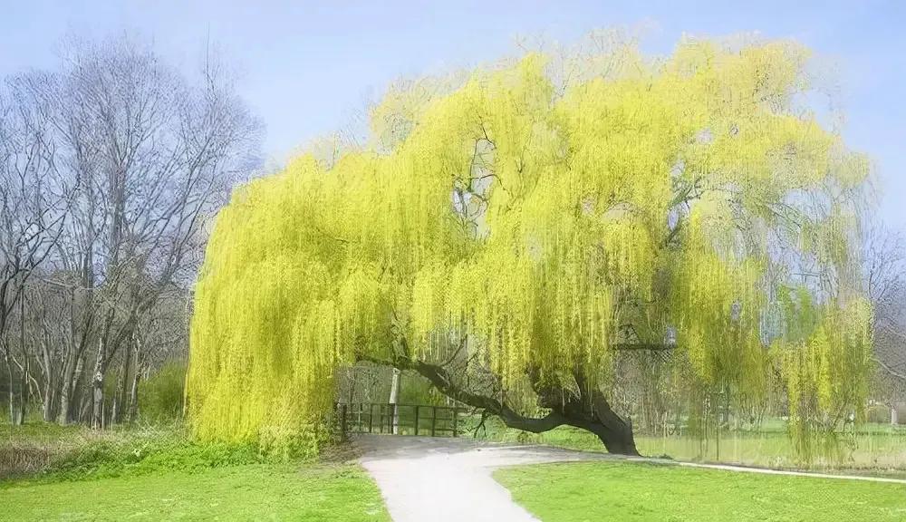 邂逅春天的浪漫！最有诗意的植物，为什么古代诗人都选柳树?