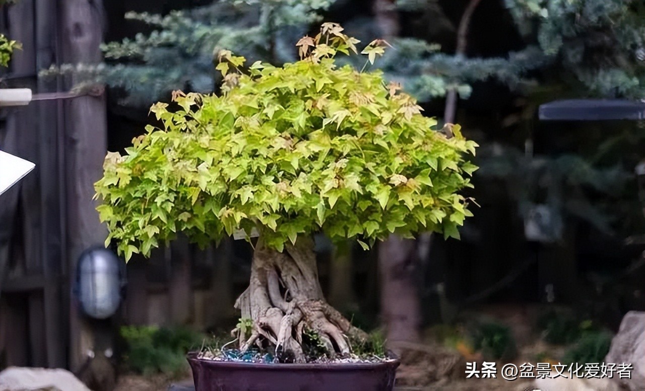 盆景枝条蟠扎后如何正确拿弯,大型松树盆景拿弯过程视频