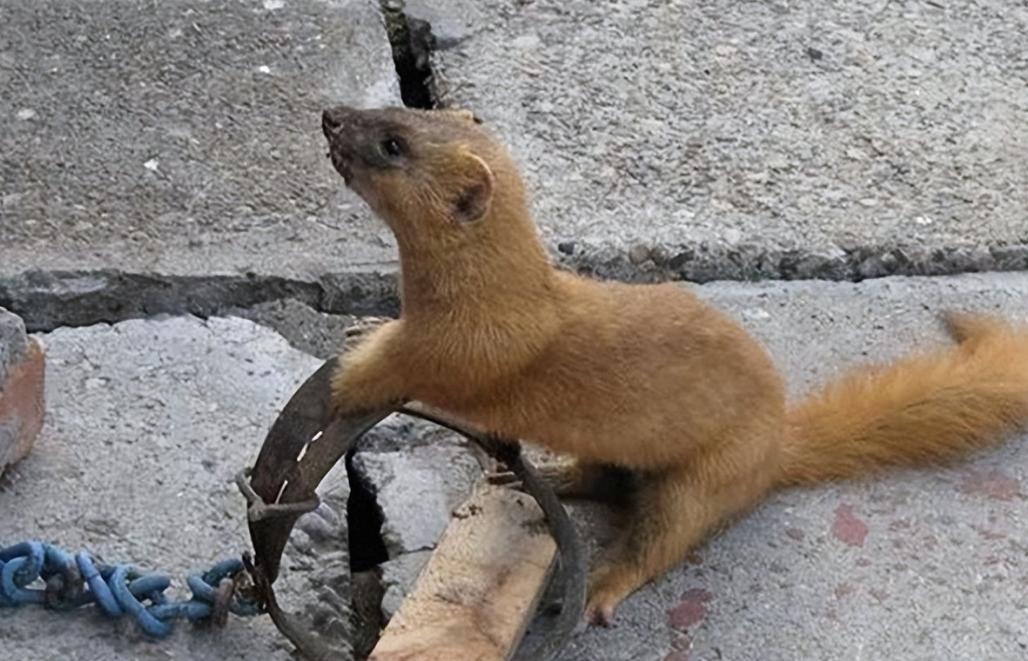 李时珍为什么不吃黄鼠狼呢,为什么黄鼠狼不宜吃