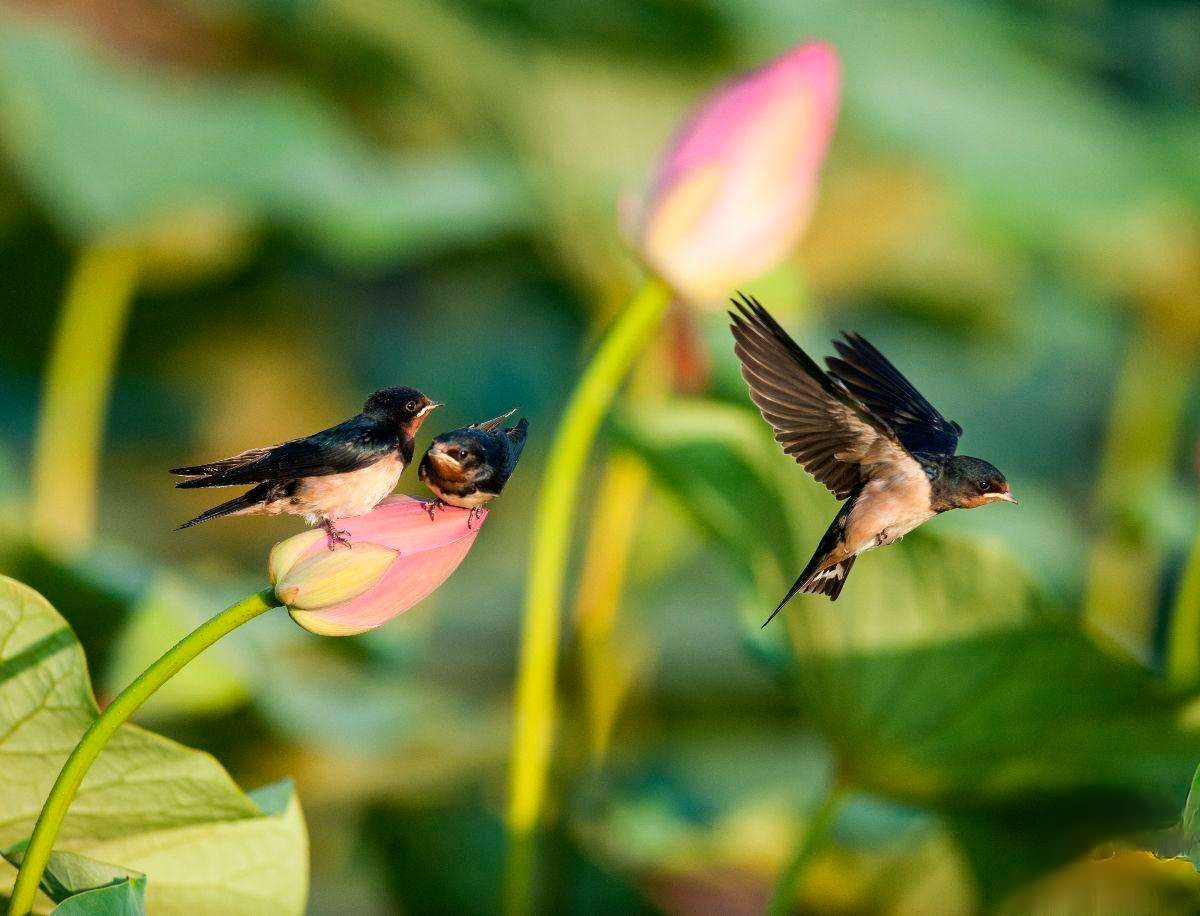 燕子筑巢被人看见,老人说燕子筑巢