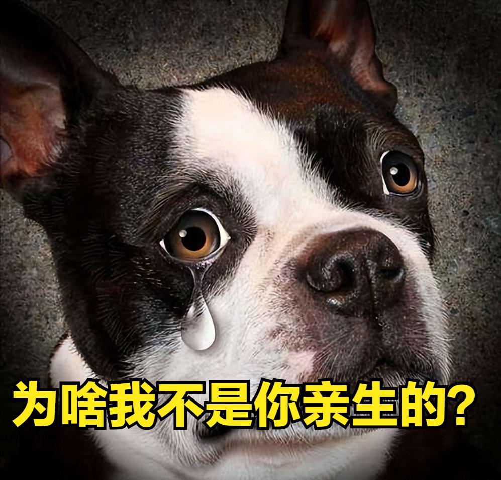 我家狗狗以为它是我亲生的,你家狗会不会认为是你亲生的