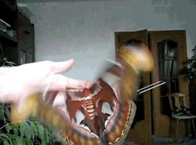 美国出现世界最大飞蛾，不但大样子也很吓人，实为我国“蛇头蛾”