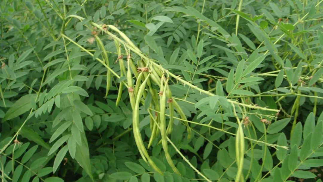 目前农村种植啥最赚钱呢,农民现在种植什么收益高