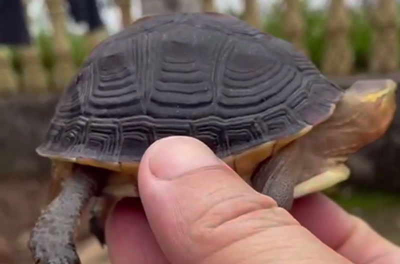 黄缘闭壳龟公母图片,黄缘闭壳龟公母哪个好看