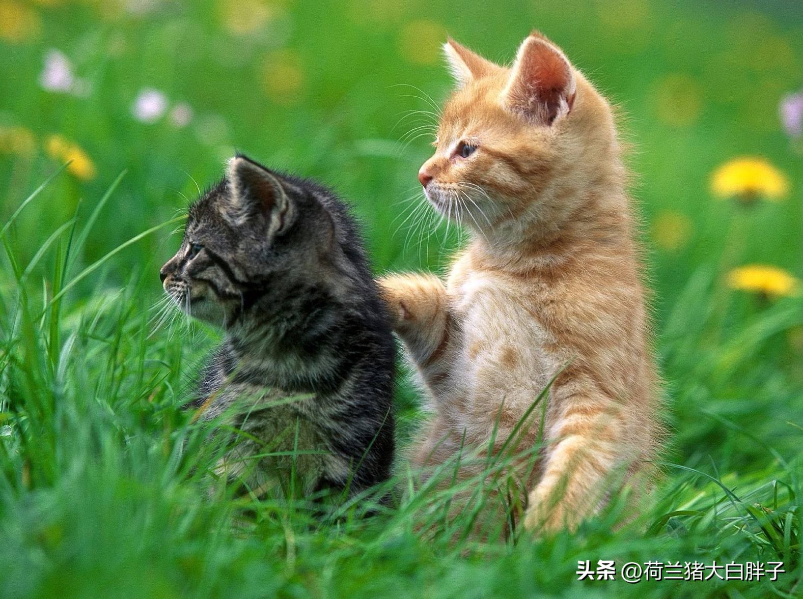 小猫咪便血拉稀是什么情况,小猫咪便血是什么原因怎么检查