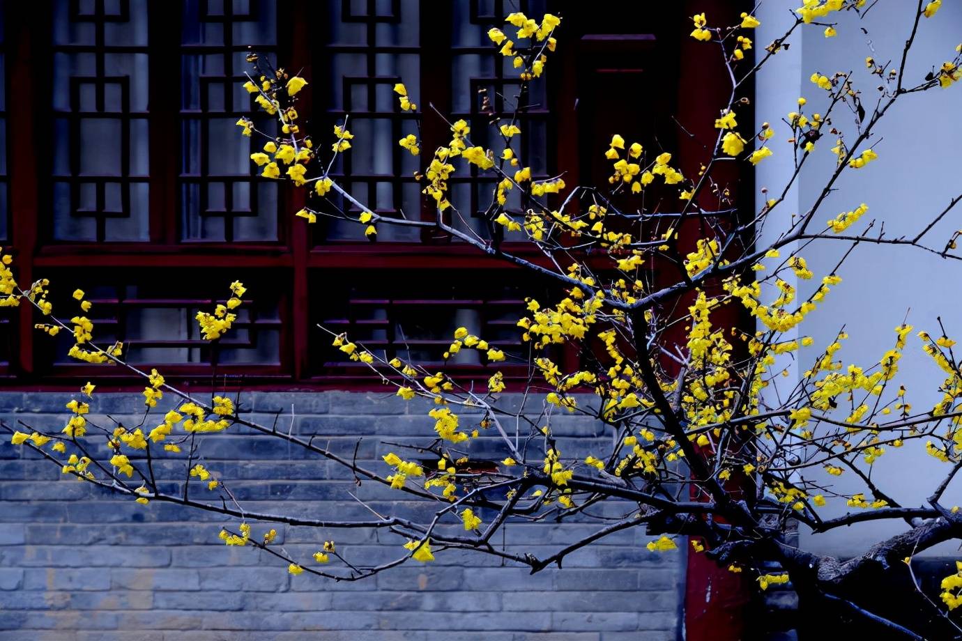 香花庭院,庭院香花