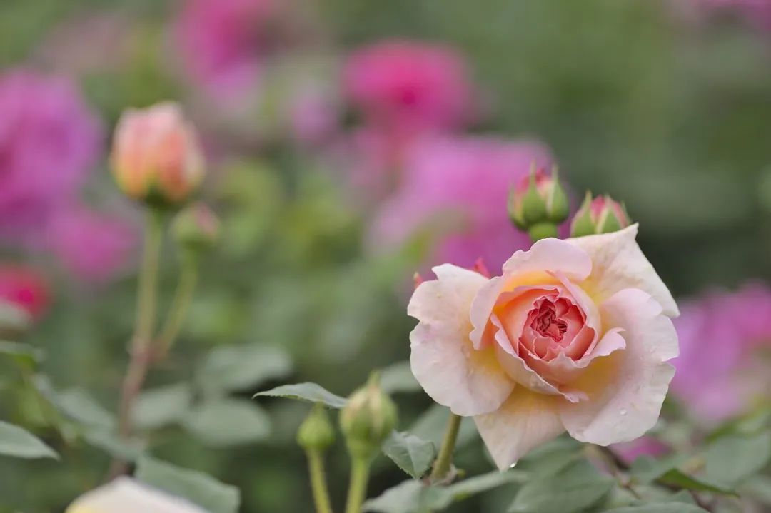 “10大名花”选美,你最支持谁？