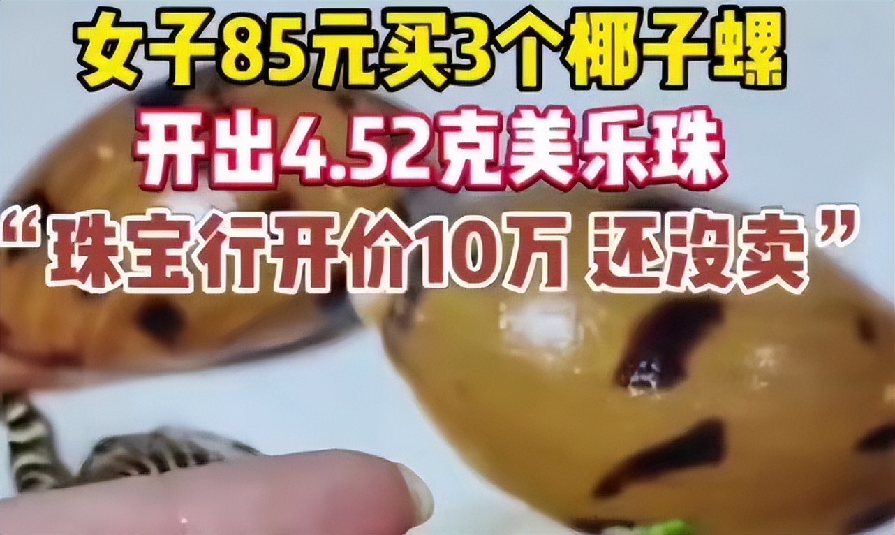 安徽女子吃到天价海螺珠,女子85元买椰子螺开出美乐珠