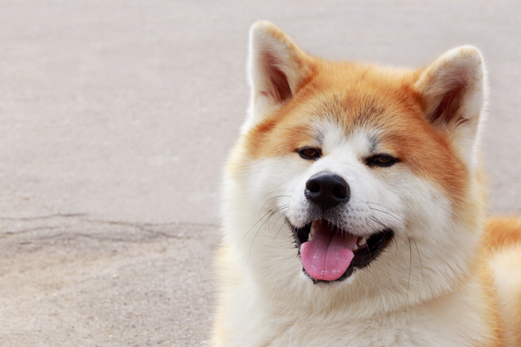 为什么养柴犬的人很少啊,为什么养秋田