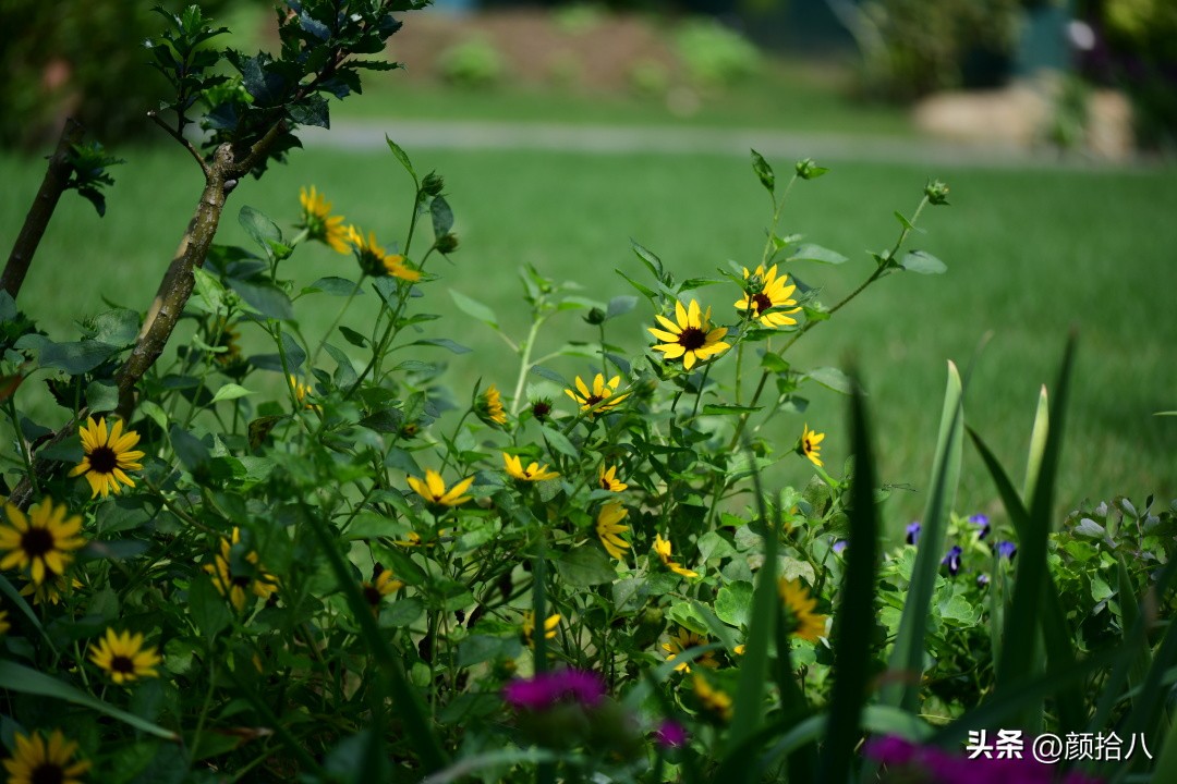 光辉岁月向日葵单朵花能开多少天,光辉岁月向日葵开花效果