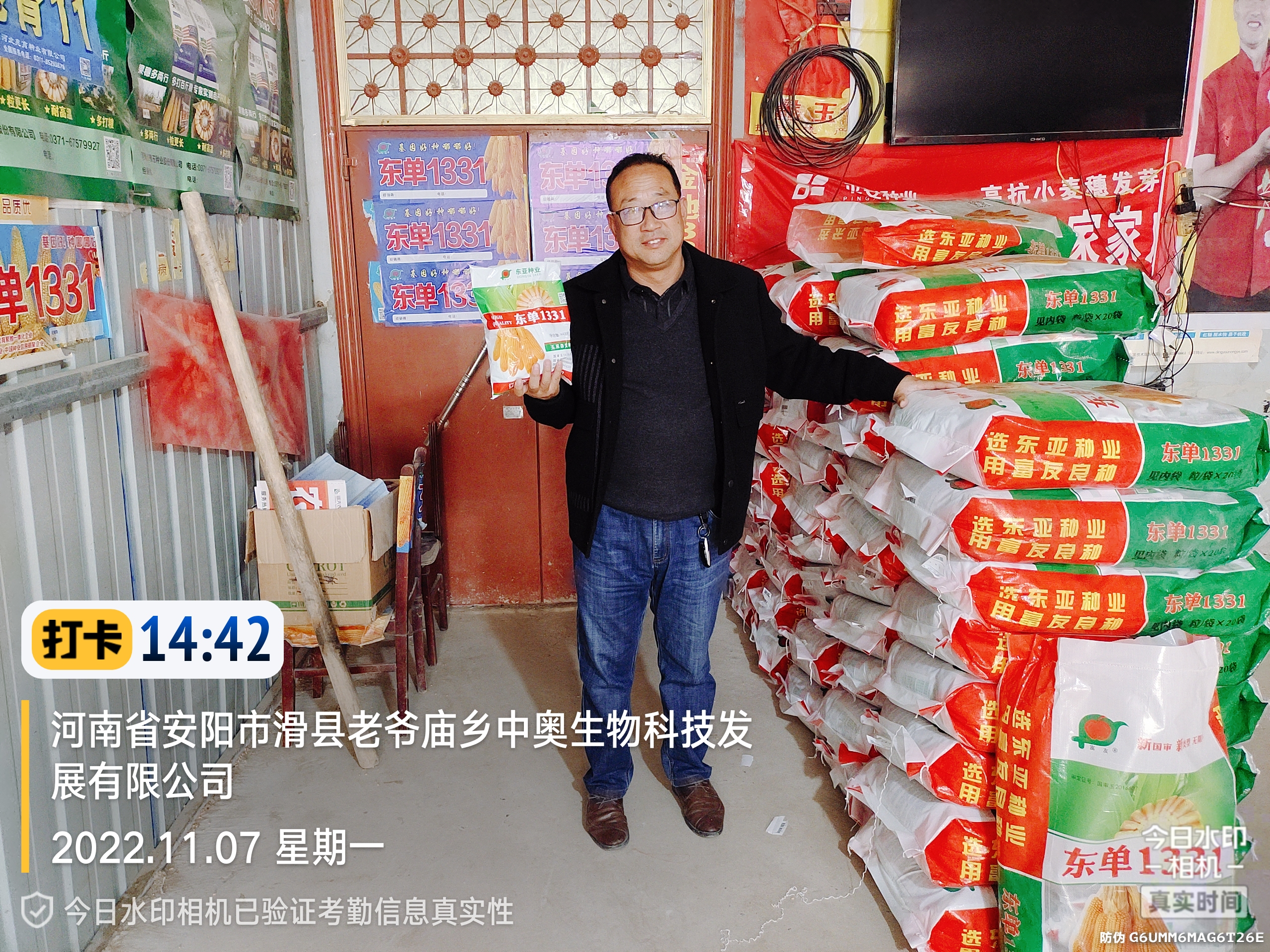 下屯卖玉米种子的怎么分出真假,玉米种子东单1331怎么样辨真假